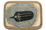 Morocconites Trilobite Fossil - Top Quality Specimen #355770-2